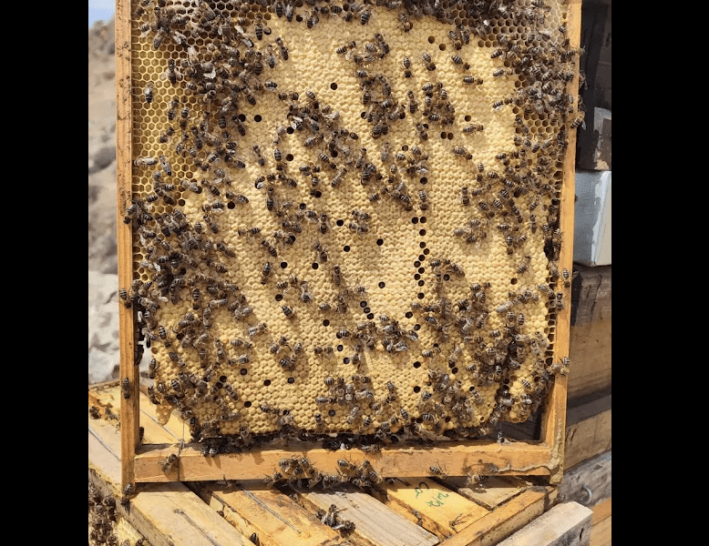 NectardeAbejas - SPAIN PURE HONEY - PURE HONEY - Málaga, Spain